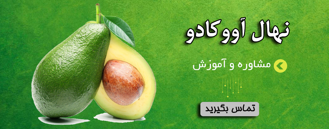 نهال آووکادو